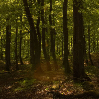 Naturreservat Hålebäckseröd