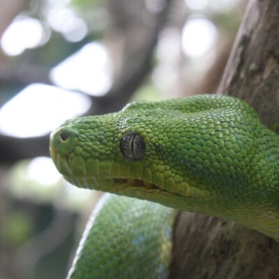 Ängelholms Zoologiska Affär